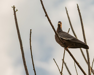 A wild pigeon sitting on a leafless tree