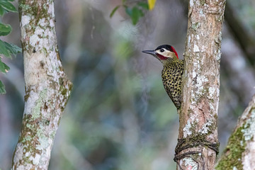 A woodpecker climbing a tree