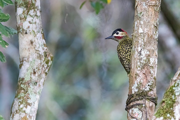 A woodpecker climbing a tree