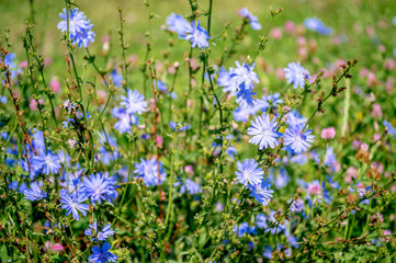 Obraz na płótnie Canvas Blue flowers of chicory large on the background of summer flowering meadows. Background. Copy space