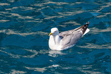 seagull sailing quietly in the mediterranean sea near the island of Elba