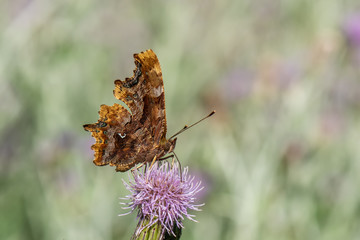 butterfly on flower