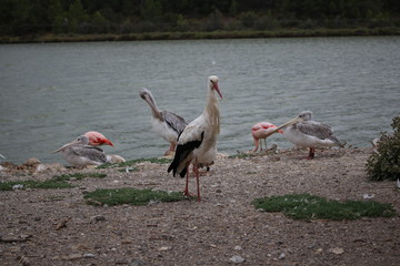 oiseau cigogne