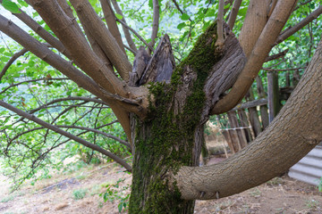 старое дерево в саду