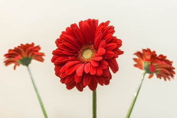 flower, gerbera, red
