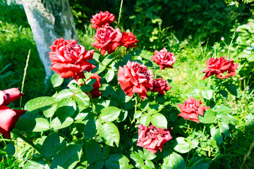 цветок роза в саду