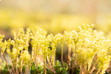 Obraz premium Magerwiese