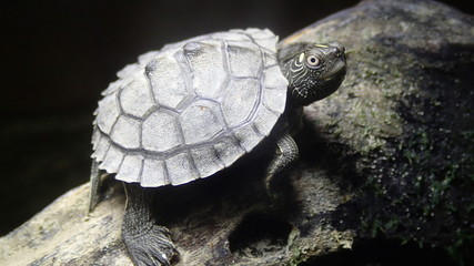 baby mississippi turtle Graptemys