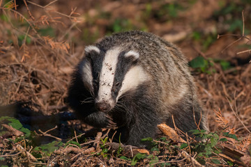 Foraging Badger in full sunlight