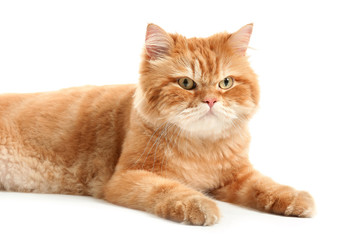 Cute red Persian cat on white background