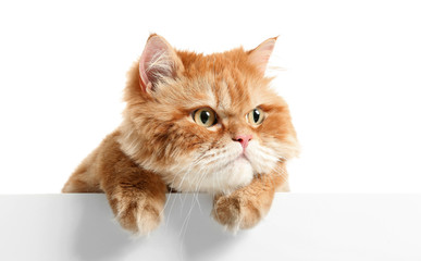 Cute red Persian cat with blank poster on white background