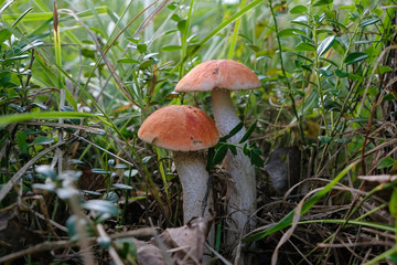 Red-capped scaber stalk mushrooms in forest grass in the morning light. Mushroom season in Ukraine....