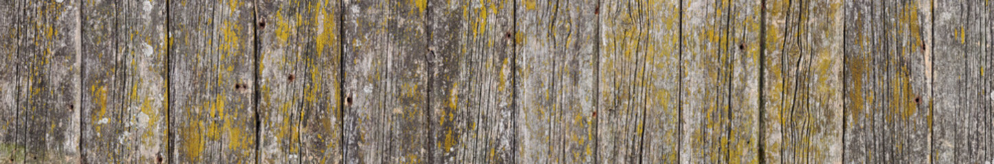 Obraz premium Background of old weathered wooden boards with old dry moss. Panoramic wooden texture.