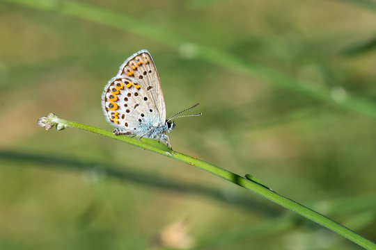butterfly on flower © Yasin