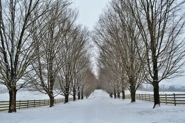 Winter Path