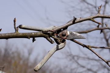 Secateurs hanged on a pear branch. Pruning pear branches pruners