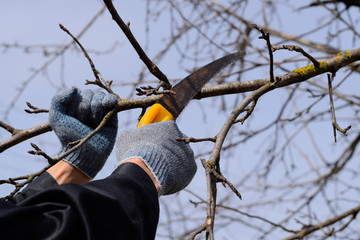 Cutting a tree branch with a hand garden saw.