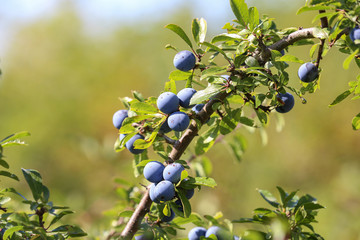 Blue berries of blackthorn ripen on bushes