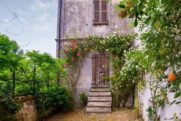Exterior of an old abandoned building with climbing plants of roses in summer, Piedmont, Italy