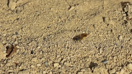 Männlicher Bienenwolf (Philanthus triangulum)