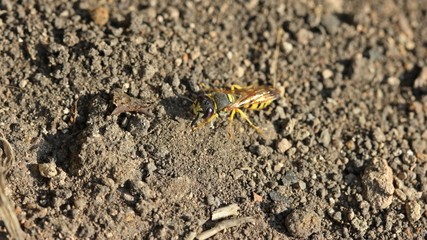 Weiblicher Bienenwolf (Philanthus triangulum)