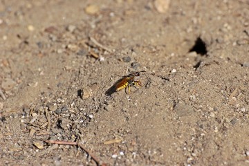 Weiblicher Bienenwolf (Philanthus triangulum) am Nest