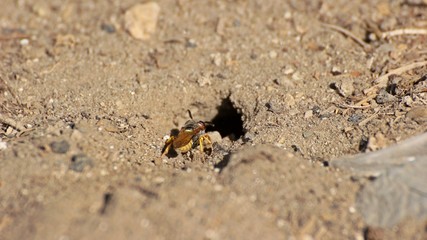 Weiblicher Bienenwolf (Philanthus triangulum) am Nest