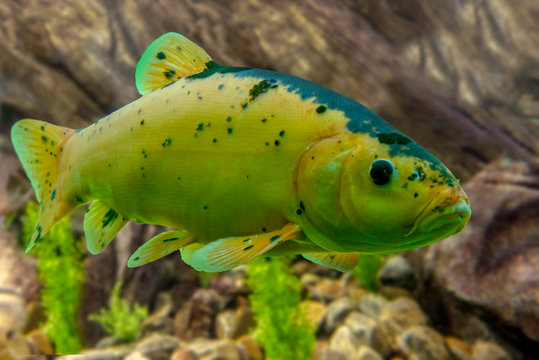 Tinca tinca, Doctor fish, the tench - Rare color variation