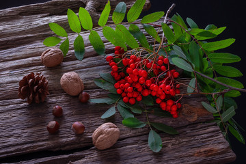 branch of rowan and nuts on an old wooden table.