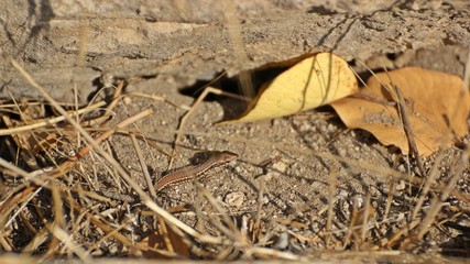 Junge Mauereidechse (Podarcis muralis brongniardii)