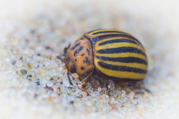 Colorado beetle on the sea coast in summer