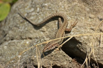 Männliche Mauereidechse (Podarcis muralis brongniardii)
