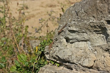 Paar der Mauereidechse (Podarcis muralis brongniardii)