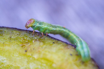 Little green caterpillar eating the plum in the forest