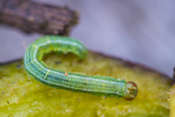 Little green caterpillar eating the plum in the forest