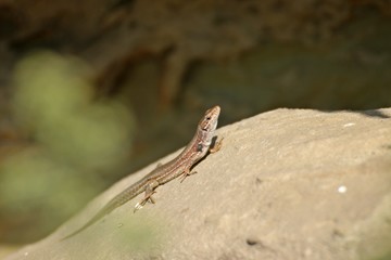 Weibliche Katalonische Mauereidechse (Podarcis liolepis)
