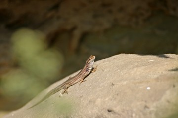 Weibliche Katalonische Mauereidechse (Podarcis liolepis)