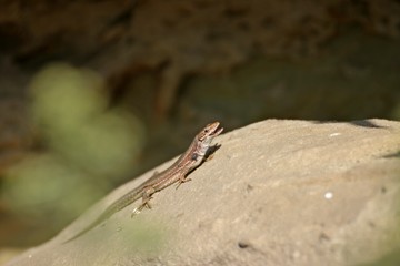Weibliche Katalonische Mauereidechse (Podarcis liolepis) leckt sich das Maul