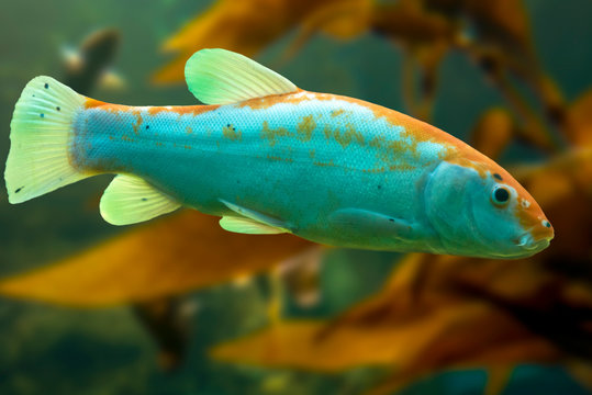 Tinca tinca, Doctor fish, the tench - Rare color variation