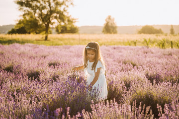 Fototapeta na wymiar Little Girl Picking Bouquet on Lavender Field. Pretty Kid Plucking Aromatic Flowers in Small Wicker Basket. Cute Princess Wearing White Dress. Blooming Meadow on Sunset Bokeh Background