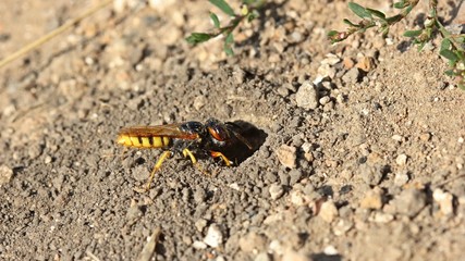 Weiblicher Bienenwolf (Philanthus triangulum) am Nest