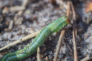 Little green caterpillar  in the forest