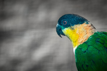 turquoise-fronted parrot - Amazona aestiva