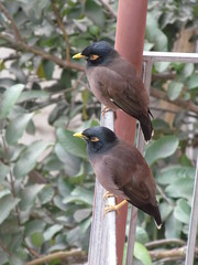 uccelli