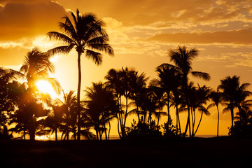 Hawaiian Sunset Palms