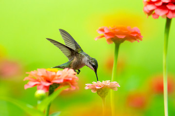 Fototapeta na wymiar Hummingbird Sipping Nectar