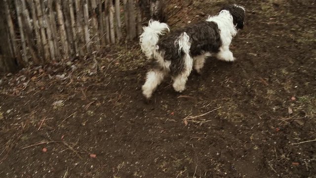 Bobtail Dog Or Old English Sheepdog Near Wooden Fence On The Field In Patagonia.