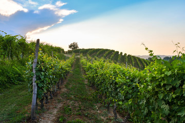 Fototapeta na wymiar View of a vineyard hill in the Langhe area, Unesco World Heritage Site since 2014, with a tree on the top and a beautiful sunset sky in summer, Alba, Cuneo, Piedmont, Italy
