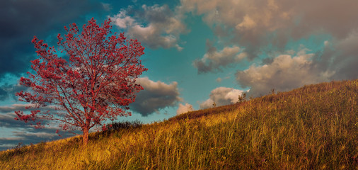 Autumn rural landscape with red alone tree, yellow grass, dramatic sky and puffy clouds in evening....