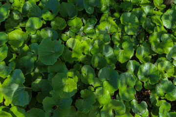 Centella asiatica
